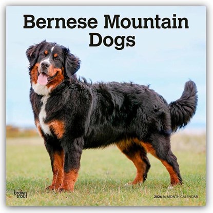 Bernese Mountain Dogs - Berner Sennenhund 2026 - 16-Monatskalender, Browntrout Publishers - Paperback - 9798330702398