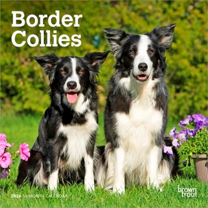 Border Collies 2026 7 X 14 Inch (Hanging) Monthly Mini Wall Calendar, Browntrout - Gebonden - 9798330702558