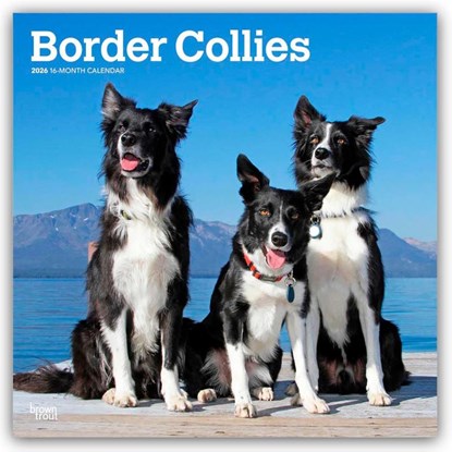 Border Collies 2026 - 16-Monatskalender, Browntrout Publishers - Paperback - 9798330702565