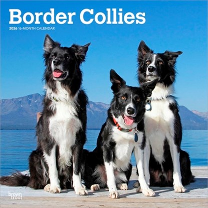 Border Collies 2026 - 16-Monatskalender, Browntrout Publishers - Paperback - 9798330702565