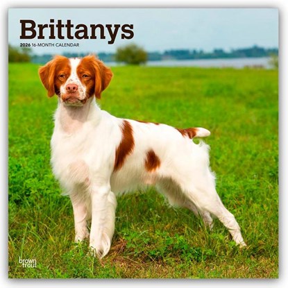 Brittanys 2026 Square Flap Calendar, Browntrout Publishers - Paperback - 9798330702640