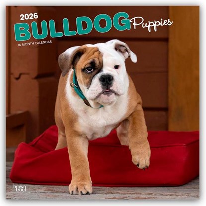 Bulldog Puppies 2026 Square Flap Calendar, Browntrout Publishers - Paperback - 9798330702664