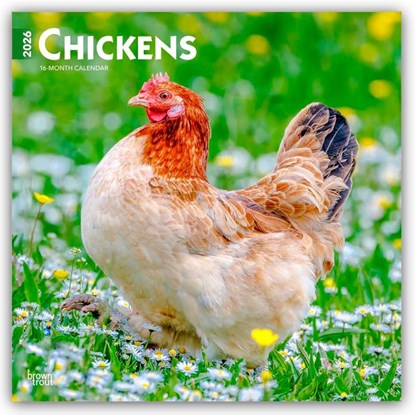 Chickens 2026 Square Flap Calendar, Browntrout Publishers - Paperback - 9798330702909
