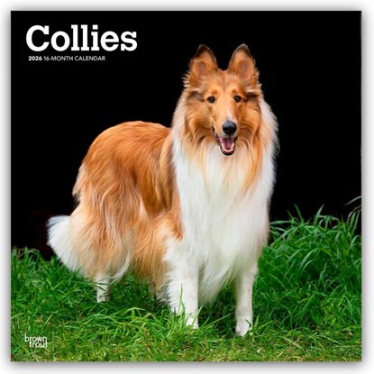 Collies 2026 Square Flap Calendar, Browntrout Publishers - Paperback - 9798330702985