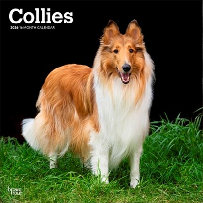 Collies - Langhaarcollie 2026 - 16-Monatskalender, Browntrout Publishers - Paperback - 9798330702985