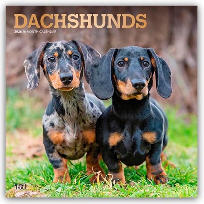 Dachshunds 2026 Square Flap Foil Calendar, Browntrout Publishers - Paperback - 9798330703128