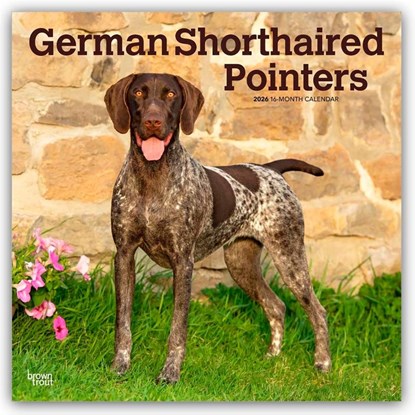 German Shorthaired Pointers 2026 Square Flap Calendar, Browntrout Publishers - Paperback - 9798330703401