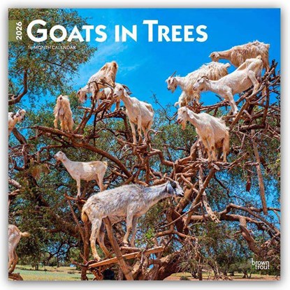 Goats in Trees 2026 Square Flap Calendar, Browntrout Publishers - Paperback - 9798330703449
