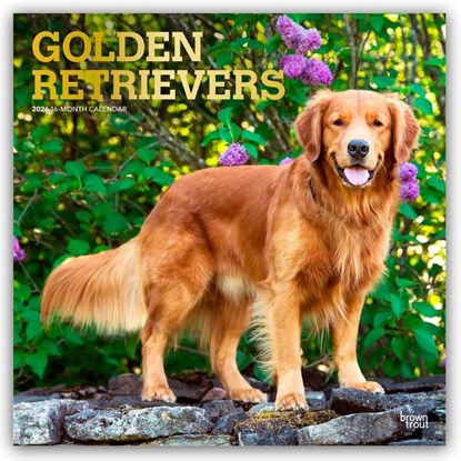 Golden Retrievers - Golden Retriever 2026 - 16-Monatskalender, Browntrout Publishers - Paperback - 9798330703494