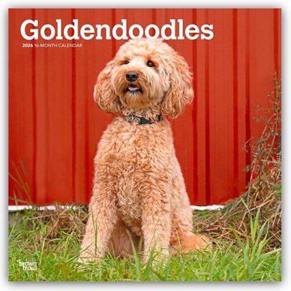 Goldendoodles 2026 Square Flap Calendar, Browntrout Publishers - Paperback - 9798330703500