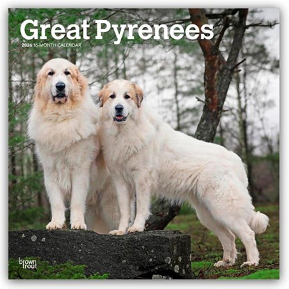 Great Pyrenees 2026 Square Flap Calendar, Browntrout Publishers - Paperback - 9798330703531