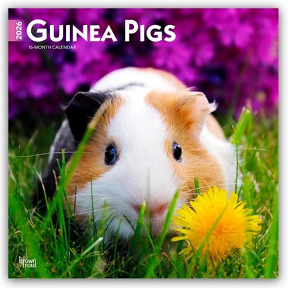 Guinea Pigs 2026 Square Flap Calendar, Browntrout Publishers - Paperback - 9798330703579