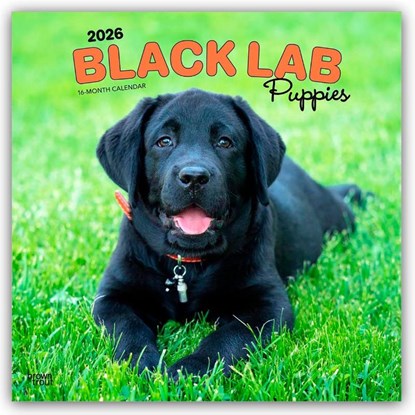 Labrador Retriever Puppies, Black 2026 Square Flap Calendar, Browntrout Publishers - Paperback - 9798330704194