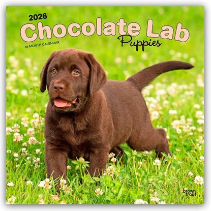 Labrador Retriever Puppies, Chocolate 2026 Square Flap Calendar, Browntrout Publishers - Paperback - 9798330704200