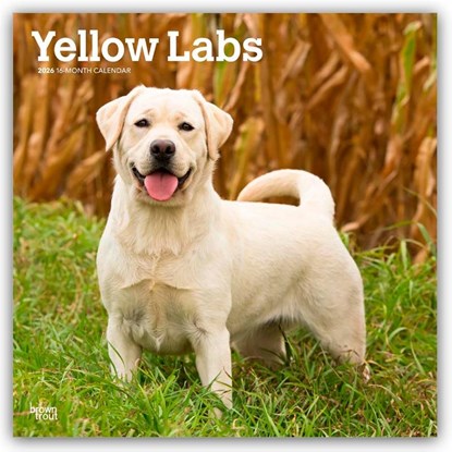 Yellow Labrador Retriever - Gelber Labrador Retriever 2026 - 16-Monatskalender, Browntrout Publishers - Paperback - 9798330704262