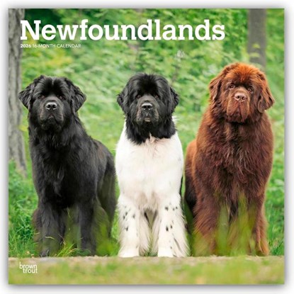 Newfoundlands 2026 Square Flap Calendar, Browntrout Publishers - Paperback - 9798330704903