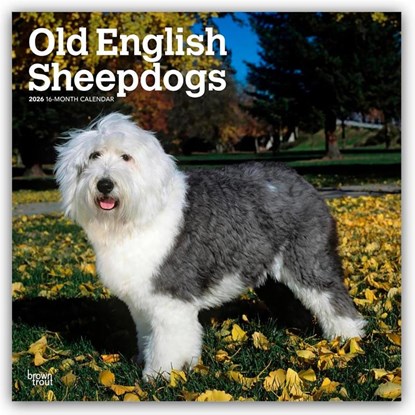 Old English Sheepdogs 2026 Square Flap Calendar, Browntrout Publishers - Paperback - 9798330704989