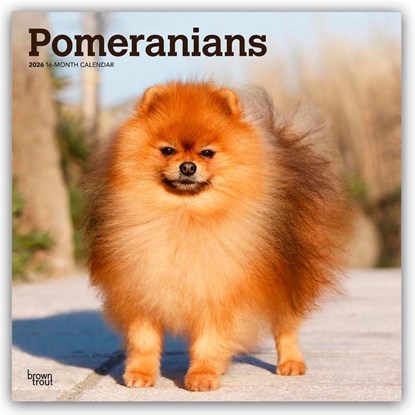 Pomeranians 2026 Square Flap Calendar, Browntrout Publishers - Paperback - 9798330705153