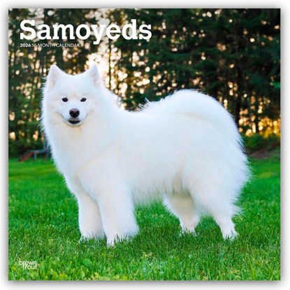 Samoyeds 2026 Square Flap Calendar, Browntrout Publishers - Paperback - 9798330705412