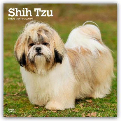 Shih Tzu 2026 Square Flap Calendar, Browntrout Publishers - Paperback - 9798330705535