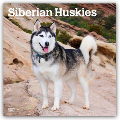 Siberian Huskies 2026 Square Flap Calendar, Browntrout Publishers - Paperback - 9798330705580