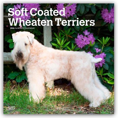 Wheaten Terriers, Soft Coated 2026 Square Flap Calendar, Browntrout Publishers - Paperback - 9798330706310