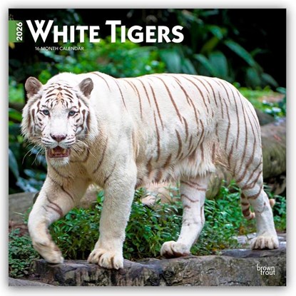 White Tigers 2026 Square Flap Calendar, Browntrout Publishers - Paperback - 9798330706341