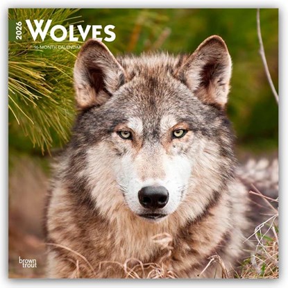 Wolves - Wölfe 2026 - 16-Monatskalender, Browntrout Publishers - Paperback - 9798330706402