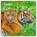 Tigers - Tiger 2027 - 16-Monatskalender, Browntrout Publishers - Paperback - 9798330712120