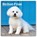 Bichon Frise | 2027 12 x 24 Inch (Hanging) Monthly Square Wall Calendar | Plastic-Free | BrownTrout | Animals Dog Breeds, BrownTrout - Paperback - 9798330712243