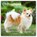 Chihuahuas 2027 Square Flap, Browntrout Publishers - Paperback - 9798330712366