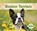 Boston Terriers, Julie Murray - Gebonden - 9798384907503