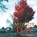 Melody Of The Day, Barbara E Barber - Paperback - 9798430985424