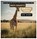 Gigi's Gigantic Giraffe Guide, Wise Whimsy - Gebonden - 9798868913785