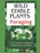 Wild Edible Plants Foraging, Desmond O Allen - Paperback - 9798870646381