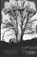 The trees know, C S Roberts - Paperback - 9798879234183