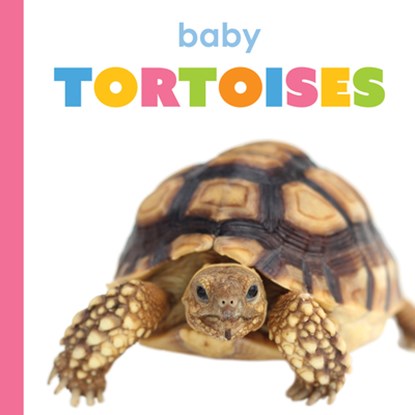 Baby Tortoises, Meg Greve - Gebonden - 9798889892113