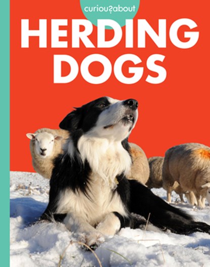 Curious about Herding Dogs, Cari Meister - Paperback - 9798892009201