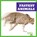 Fastest Animals, Lily Austen - Paperback - 9798892131292