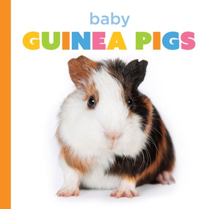 Baby Guinea Pigs, Laura K. Murray - Gebonden - 9798895810323