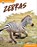 Zebras, Abby Doty - Paperback - 9798898240653