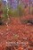 Suddenly Deciduous, Dee Slavutin - Paperback - 9798899903021