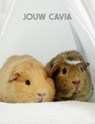Jouw Cavia - Jeroen van Dongen - 9789083239446