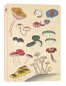 Healing Mushrooms Lined Paperback Journal - Tuttle Studio - 9780804855662