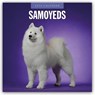 Samoyeds 2026 Square Wall Calendar - Red Robin - 9781804428481