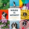 Waar is Momo? - Andrew Knapp - 9789492899682
