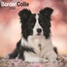 Border Collie Calendar 2024  Square Dog Breed Wall Calendar - 16 Month -  - 9781804600160