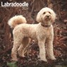 Labradoodle Calendar 2024  Square Dog Breed Wall Calendar - 16 Month -  - 9781804600597