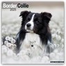 Border Collie Square Wall Calendar 2025 -  - 9781804603161