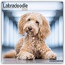 Labradoodle Square Wall Calendar 2025 -  - 9781804603581